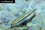 nannostomus marilynae nannostomus marilynae