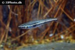 nannostomus marilynae nannostomus marilynae