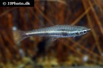 nannostomus marilynae nannostomus marilynae
