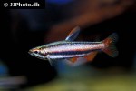 nannostomus mortenthaleri nannostomus mortenthaleri