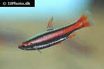 nannostomus mortenthaleri nannostomus mortenthaleri