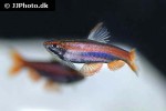 nannostomus mortenthaleri nannostomus mortenthaleri