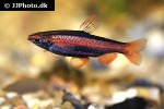nannostomus mortenthaleri nannostomus mortenthaleri