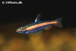 nannostomus mortenthaleri nannostomus mortenthaleri