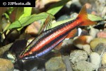 nannostomus mortenthaleri nannostomus mortenthaleri