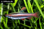 nannostomus mortenthaleri nannostomus mortenthaleri