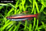 nannostomus mortenthaleri nannostomus mortenthaleri