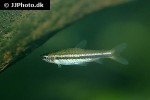 nannostomus nitidus nannostomus nitidus