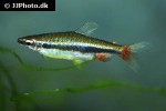 nannostomus nitidus nannostomus nitidus