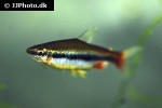 nannostomus nitidus nannostomus nitidus