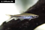 nannostomus nitidus nannostomus nitidus