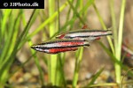 nannostomus rubrocaudatus nannostomus rubrocaudatus