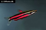 nannostomus rubrocaudatus nannostomus rubrocaudatus