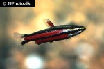 nannostomus rubrocaudatus nannostomus rubrocaudatus