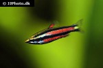 nannostomus rubrocaudatus nannostomus rubrocaudatus