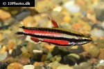 nannostomus rubrocaudatus nannostomus rubrocaudatus