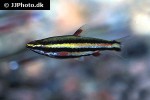 nannostomus rubrocaudatus nannostomus rubrocaudatus