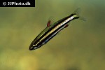 nannostomus rubrocaudatus nannostomus rubrocaudatus