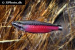 nannostomus species cenepa nannostomus species cenepa