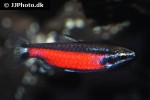 nannostomus species cenepa nannostomus species cenepa