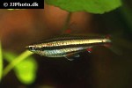 nannostomus trifasciatus nannostomus trifasciatus
