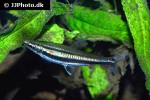 nannostomus trifasciatus nannostomus trifasciatus
