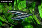 nannostomus trifasciatus nannostomus trifasciatus