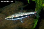nannostomus trifasciatus nannostomus trifasciatus