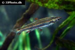 nannostomus trifasciatus nannostomus trifasciatus