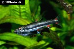 nannostomus trifasciatus nannostomus trifasciatus