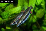 nannostomus trifasciatus nannostomus trifasciatus