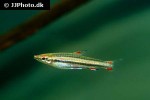 nannostomus trifasciatus nannostomus trifasciatus