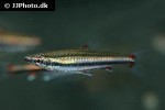 nannostomus trifasciatus nannostomus trifasciatus