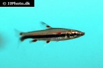 nannostomus trifasciatus nannostomus trifasciatus