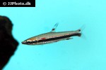 nannostomus trifasciatus nannostomus trifasciatus