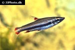 nannostomus trifasciatus nannostomus trifasciatus