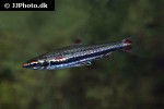 nannostomus trifasciatus nannostomus trifasciatus