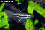 nannostomus trifasciatus nannostomus trifasciatus