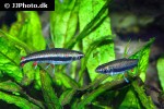 nannostomus trifasciatus nannostomus trifasciatus