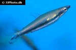 nannostomus unifasciatus nannostomus unifasciatus