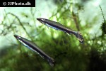 nannostomus unifasciatus nannostomus unifasciatus