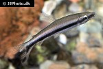 nannostomus unifasciatus nannostomus unifasciatus
