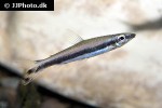 nannostomus unifasciatus nannostomus unifasciatus