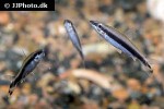 nannostomus unifasciatus nannostomus unifasciatus