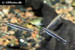 nannostomus unifasciatus nannostomus unifasciatus