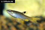 pyrrhulina australis pyrrhulina australis