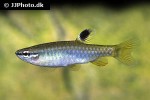 pyrrhulina australis pyrrhulina australis