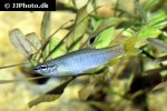 pyrrhulina australis pyrrhulina australis