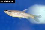 pyrrhulina eleanorae pyrrhulina eleanorae