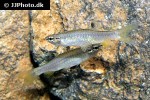 pyrrhulina filamentosa pyrrhulina filamentosa